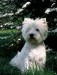 West_Highland_White_Terrier.jpg